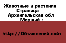  Животные и растения - Страница 28 . Архангельская обл.,Мирный г.